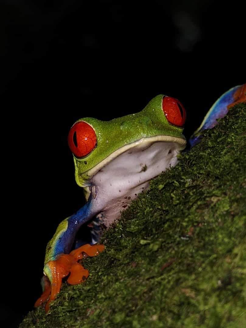 Red-eyed tree frog in Costa Rica