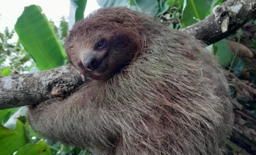 Sloth in Costa Rica