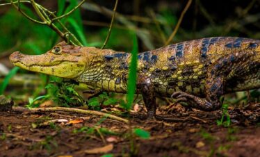 Caiman in Caño Negro, Costa Rica
