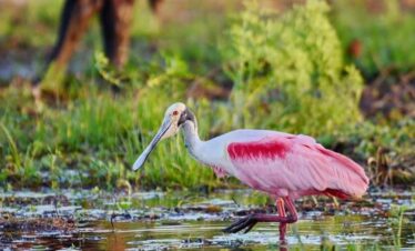 Birdwatching Roseate Spoonbill (Platalea ajaja) Caño Negro, Costa Rica