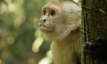 Capuchin Monkey (Mono cara blanca) in Caño Negro, Costa Rica