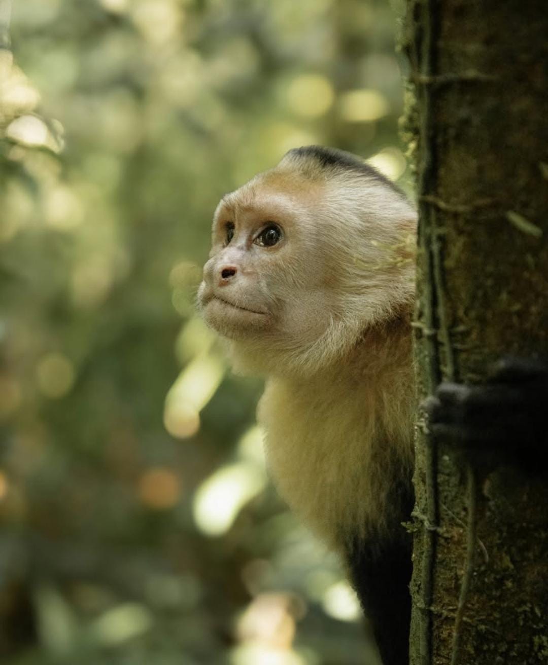 Capuchin Monkey (Mono cara blanca) in Caño Negro, Costa Rica