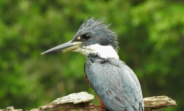 Birdwatching Ringed Kingfisher (Martín Pescador collarejo) Caño Negro, Costa Rica