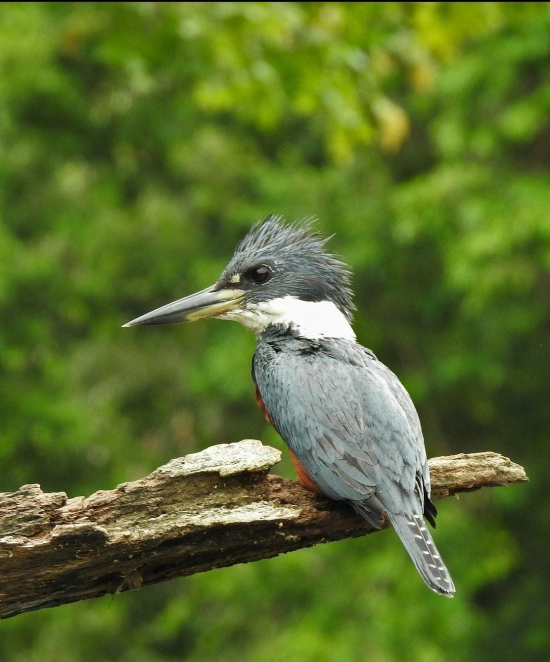 Birdwatching Ringed Kingfisher (Martín Pescador collarejo) Caño Negro, Costa Rica