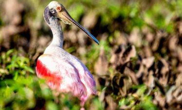 Birdwatching Roseate Spoonbill (Platalea ajaja) Caño Negro, Costa Rica