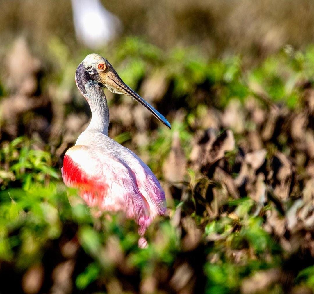 Birdwatching Roseate Spoonbill (Platalea ajaja) Caño Negro, Costa Rica